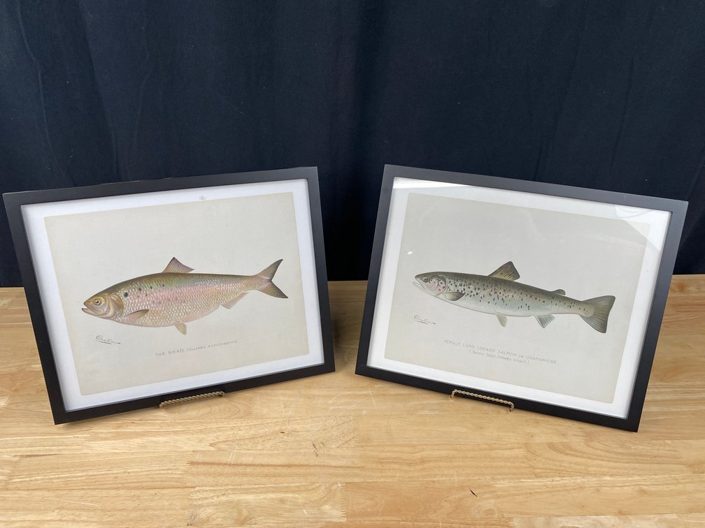 Pair of Denton Framed Fish Prints (1) Salmon and (1) Shad