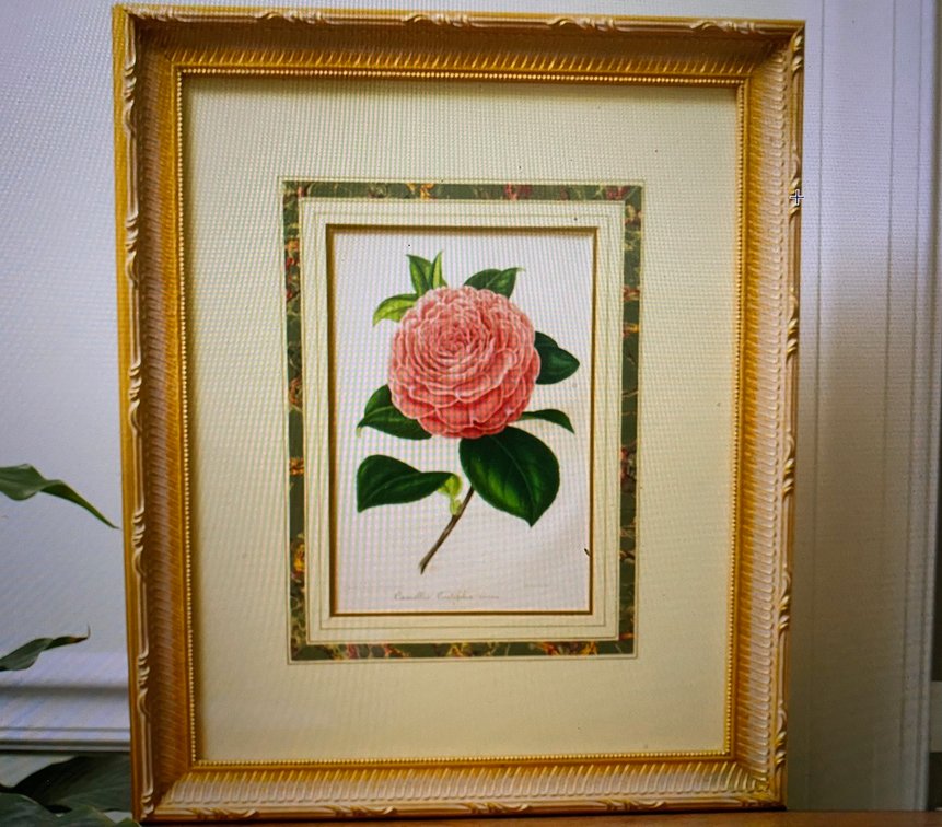 Camellia Print beautifully framed