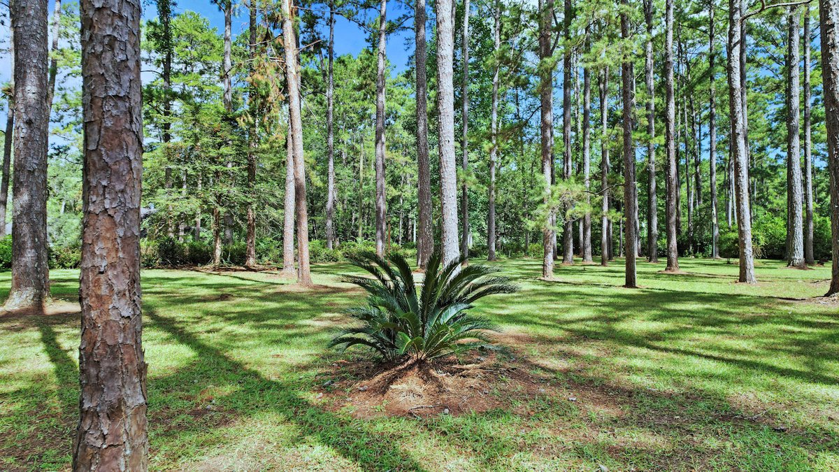 Image for Country Estate Home on 7.98± Acres | Albany, Georgia