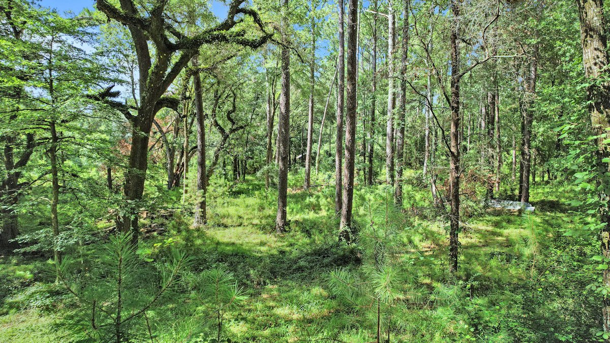 Image for Country Estate Home on 7.98± Acres | Albany, Georgia