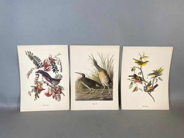 Image for (46) Vintage Audubon Birds of America Prints