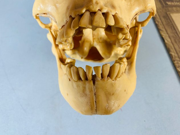 Image for Plastic Human Skull Model and 1931 Paperback 