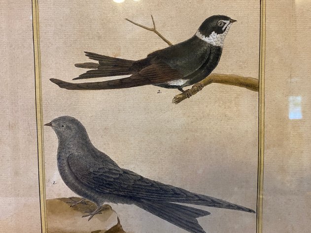 Image for (2) Hall House Framed Vintage French Ornithological Lithograph's by Francois-Nicolas Martinet