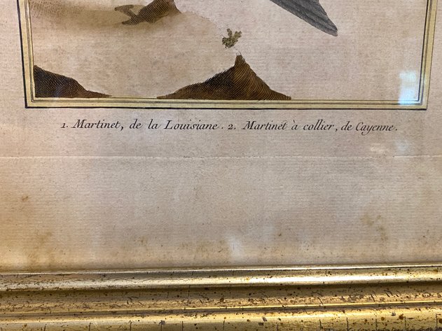 Image for (2) Hall House Framed Vintage French Ornithological Lithograph's by Francois-Nicolas Martinet