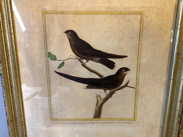 Image for (2) Hall House Framed Vintage French Ornithological Lithograph's by Francois-Nicolas Martinet