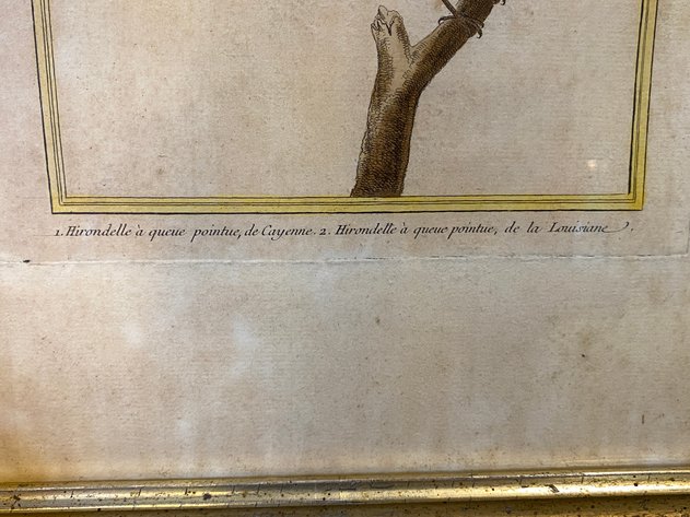 Image for (2) Hall House Framed Vintage French Ornithological Lithograph's by Francois-Nicolas Martinet