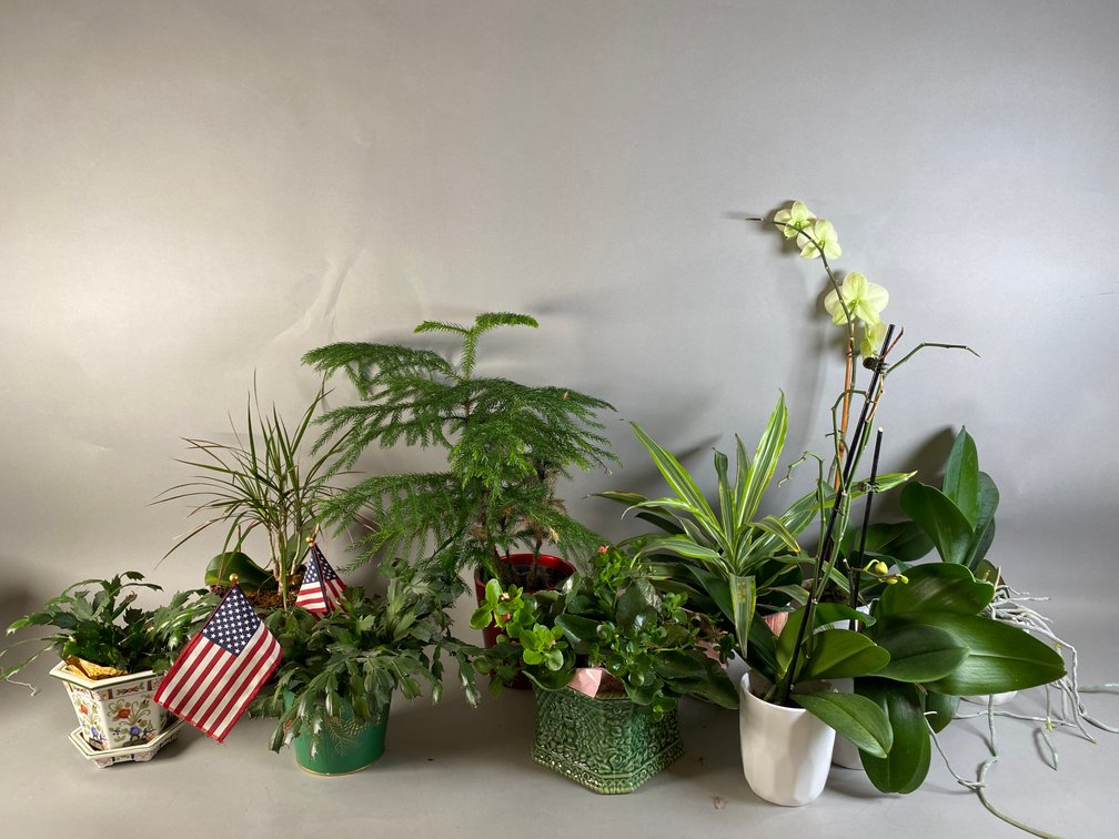 (9) Live Potted Plants, Various Kinds Including Orchids, Christmas Cactus Plants And Ceramic Planters