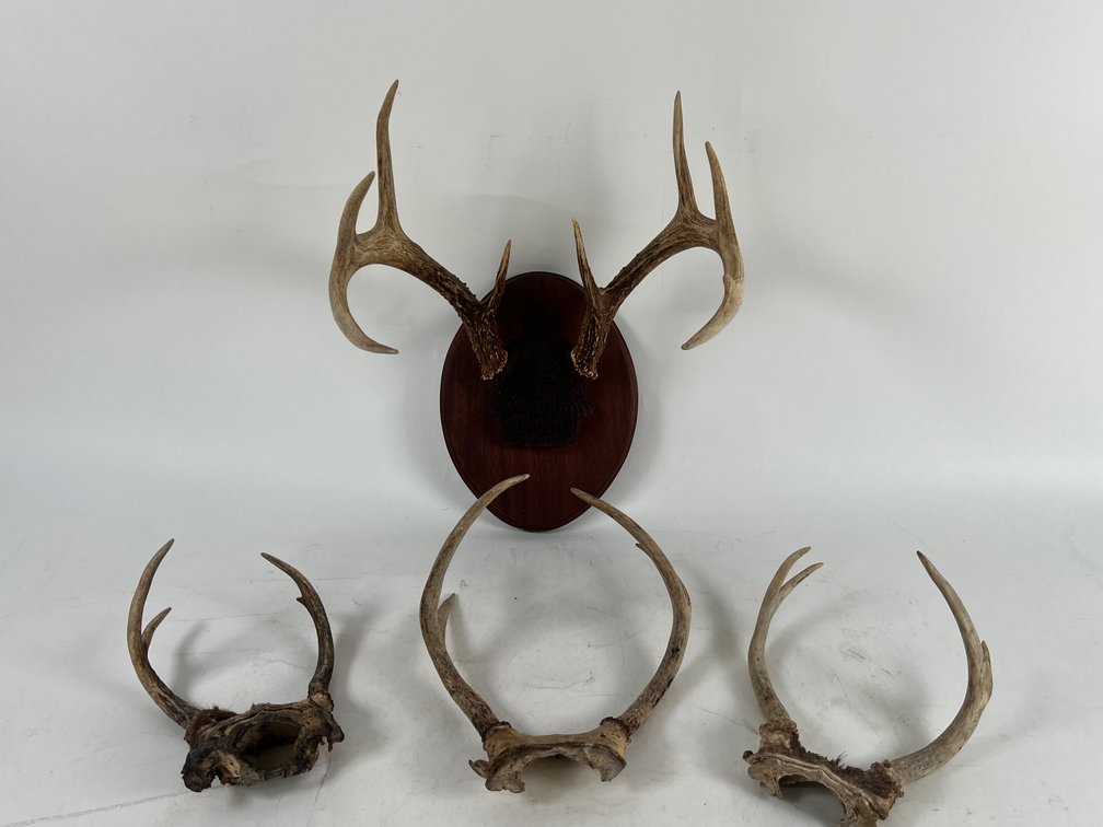 (1) Mounted 8-piont Deer Antlers & (3) loose Antler Racks of different Points
