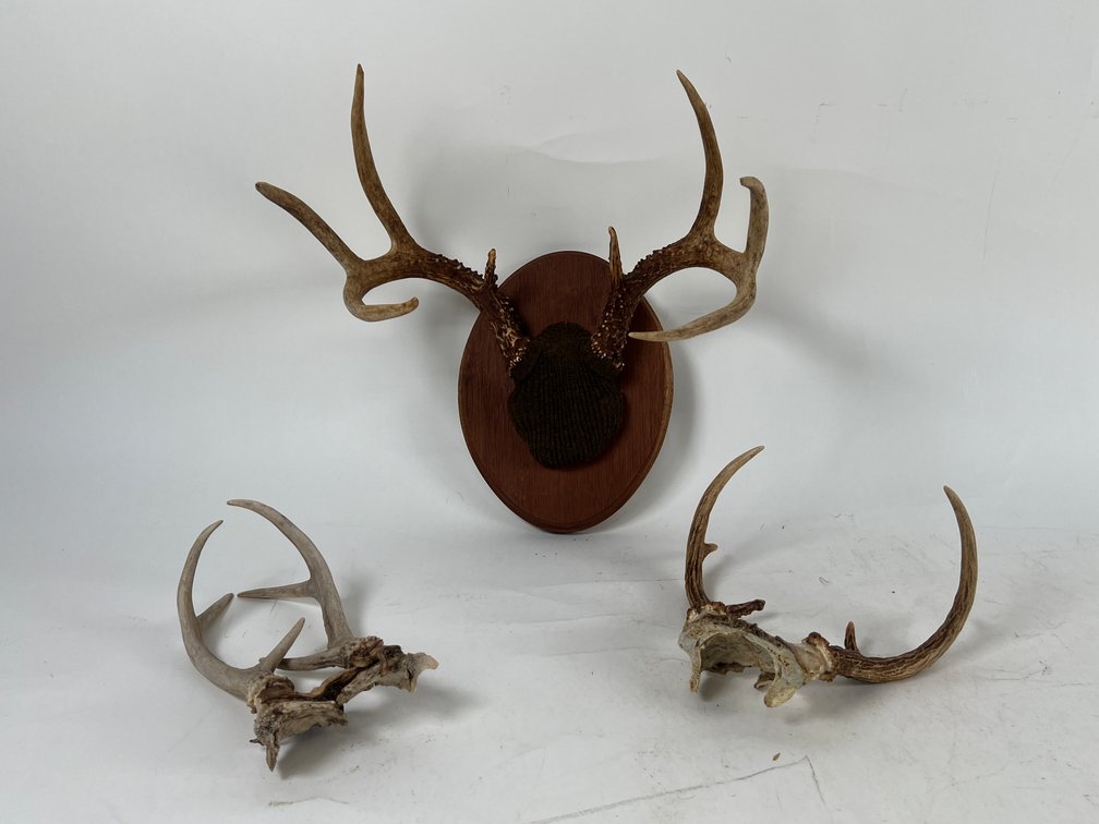 (1) Mounted 8-piont Deer Antlers & (2) Losse 6-Piont Racks