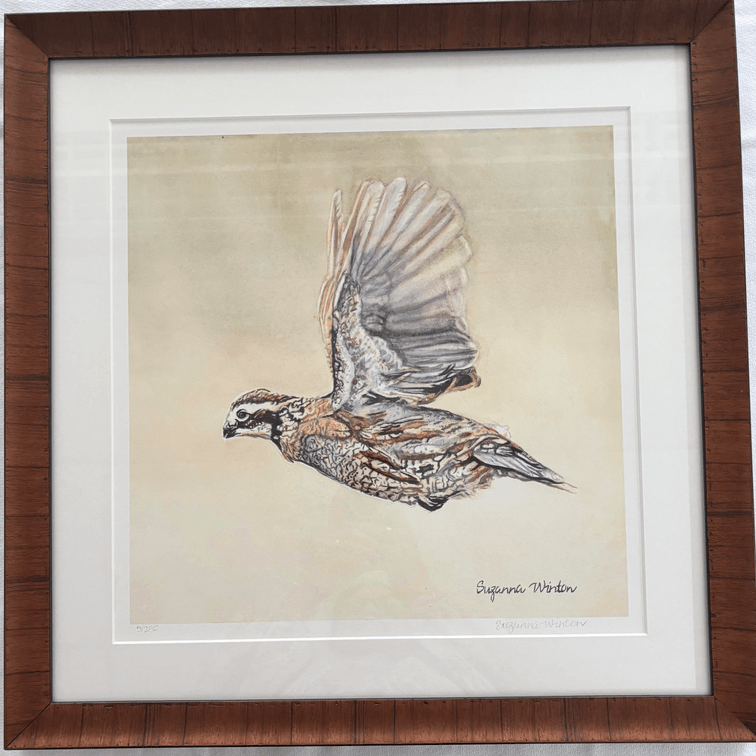 20x20 Framed Quail Print by Suzanna Winton