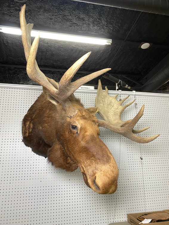 Toxidermy Moose Head