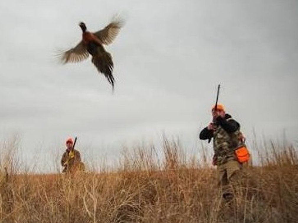 Pond Plantation Pheasant Hunt for 16