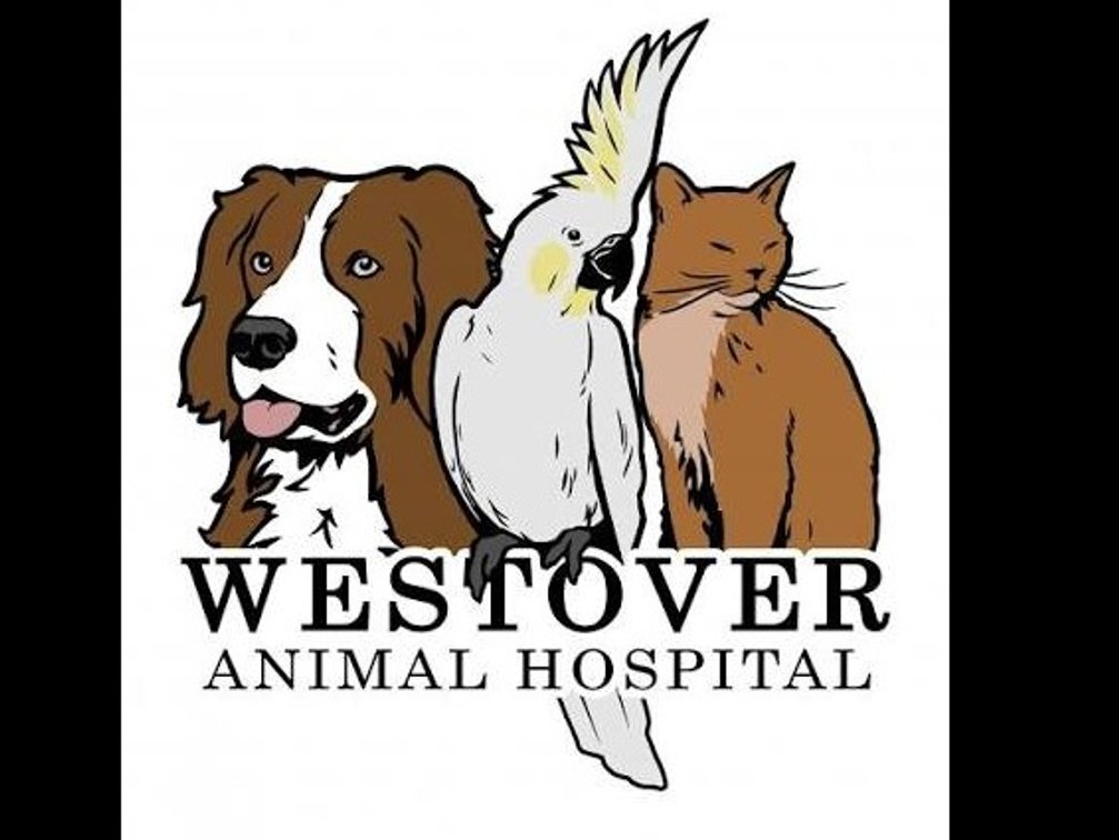 Canine or Feline Yearly Vaccines