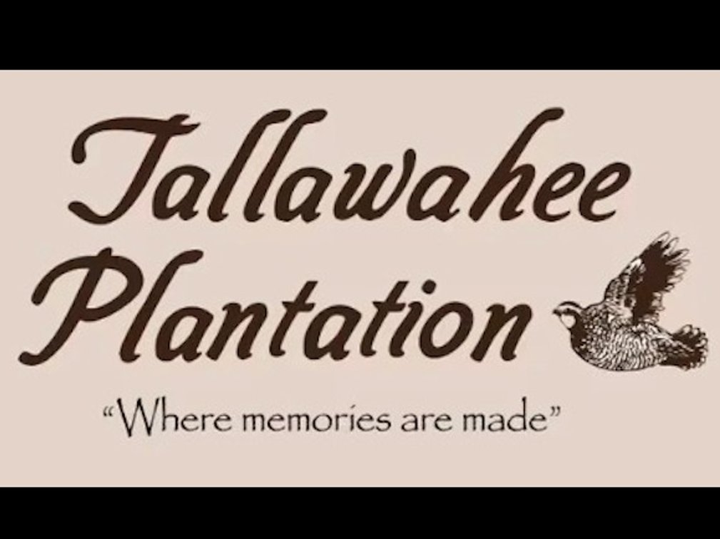 Full day Quail Hunt for 4 with lunch at Tallawahee Plantation
