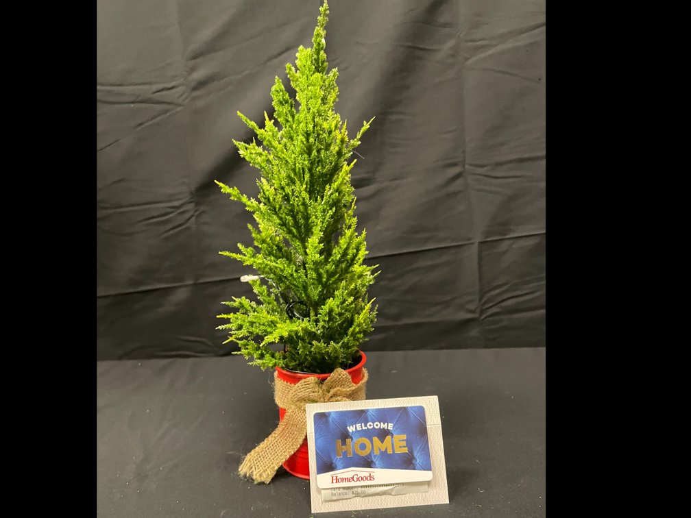 $25 Homegoods Gift Card with mini lit Christmas tree