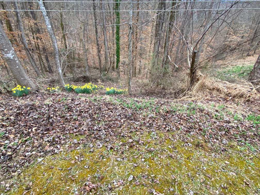 Image for Gordon Hall Estate - 3 Bedroom Home with Bonus Lot in Elkin, NC