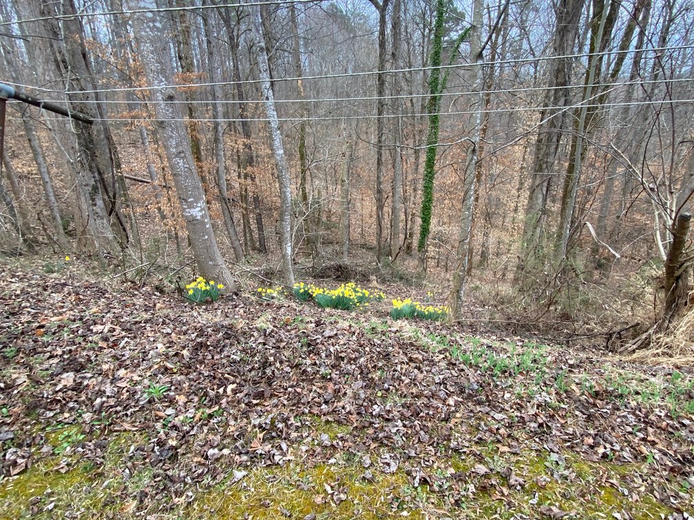 Image for Gordon Hall Estate - 3 Bedroom Home with Bonus Lot in Elkin, NC