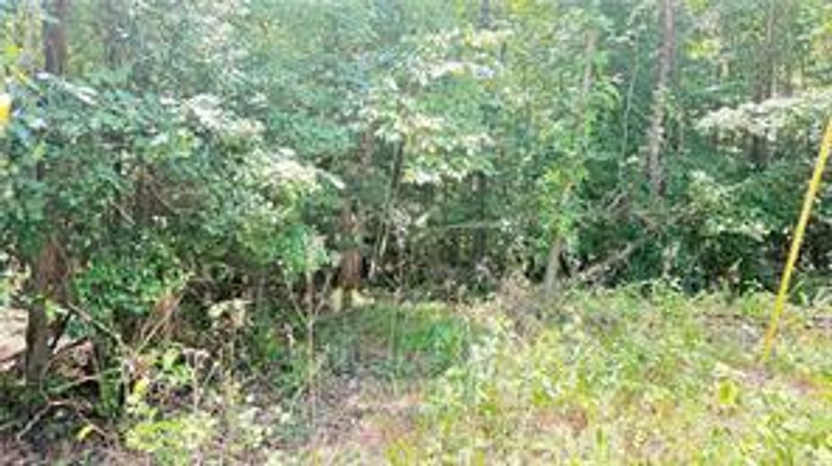 Image for Land For Sale in Dobson - TBD Rockford Road