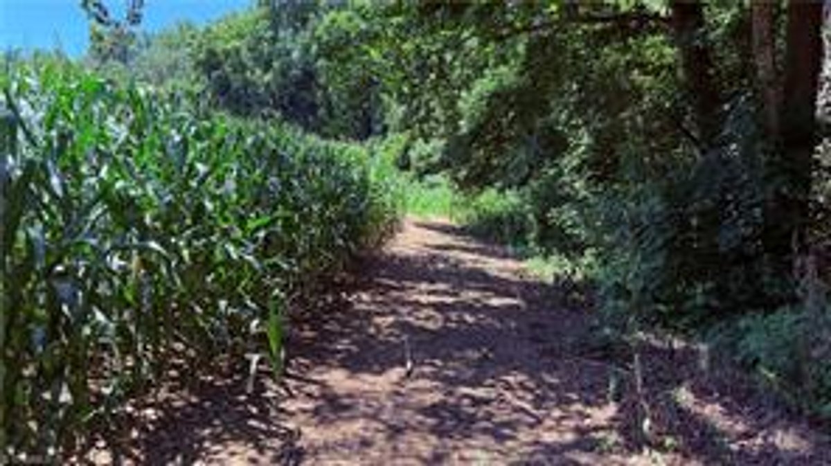Image for Land For Sale in Dobson - TBD Rockford Road