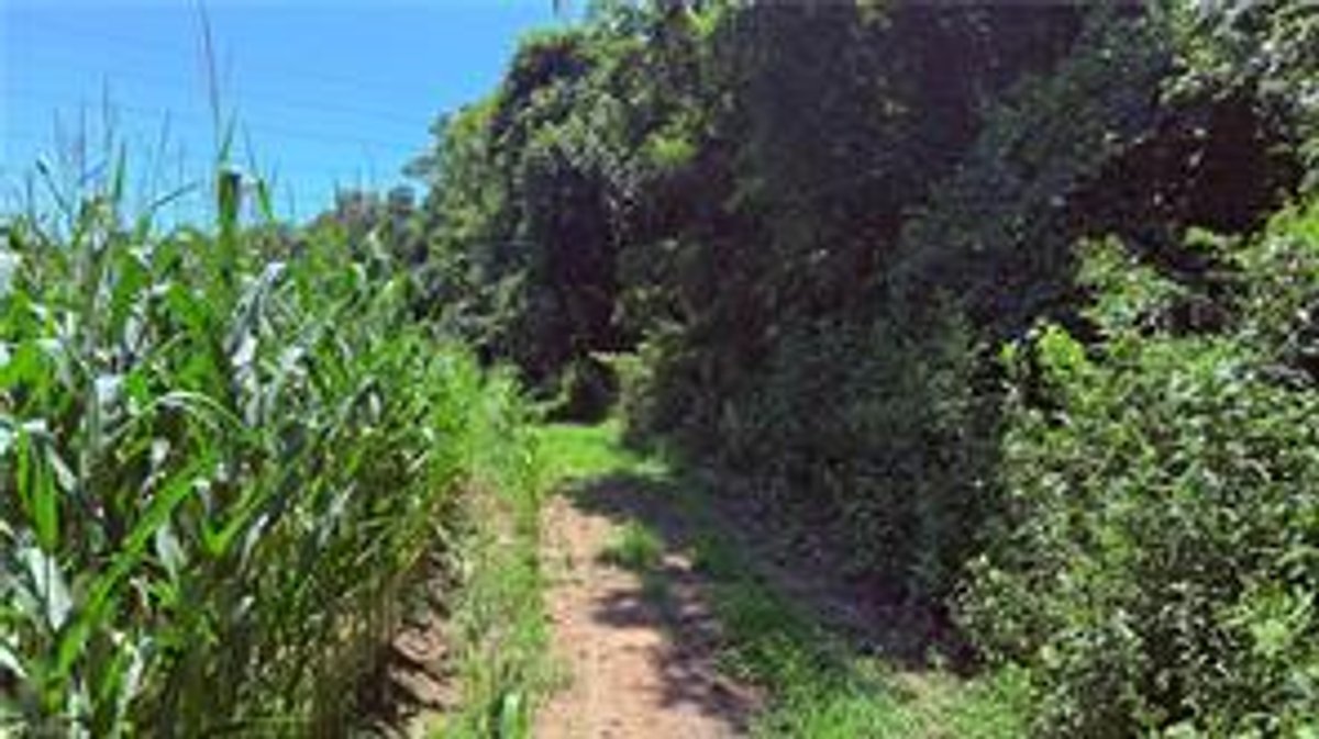 Image for Land For Sale in Dobson - TBD Rockford Road