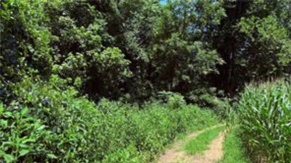 Image for Land For Sale in Dobson - TBD Rockford Road