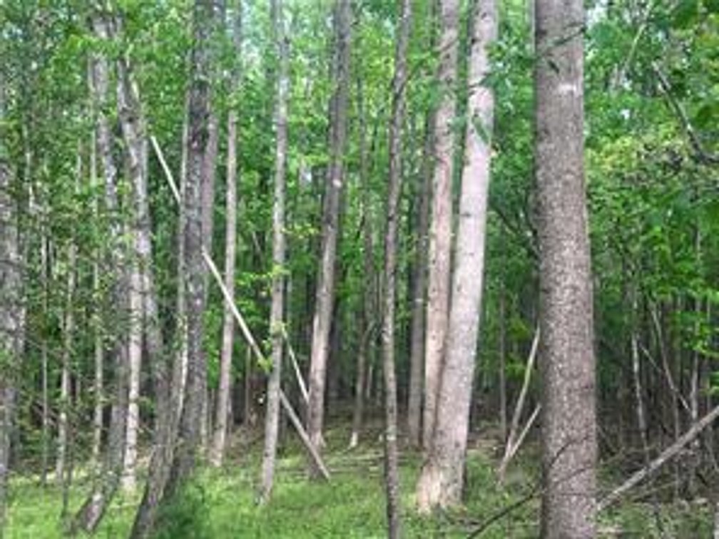 Image for Land For Sale in Mount Airy - 0000 George Chandler Road