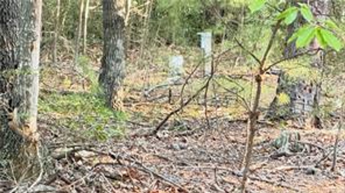 Image for Land For Sale in Lowgap - 3787 Pine Ridge Road