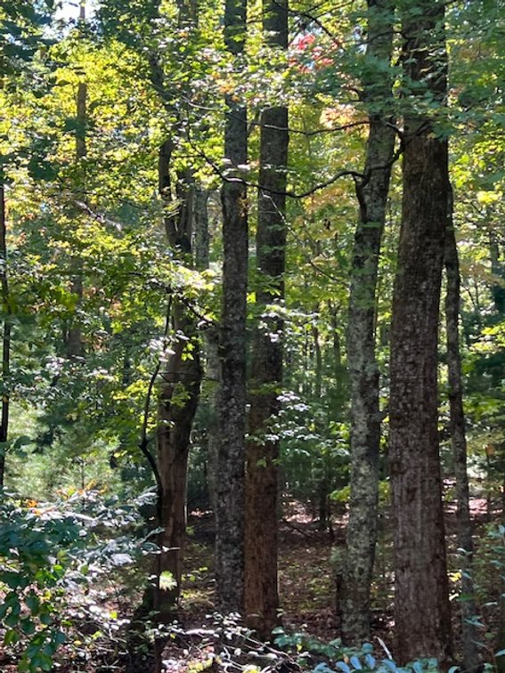Image for Patrick Springs Estate Auction