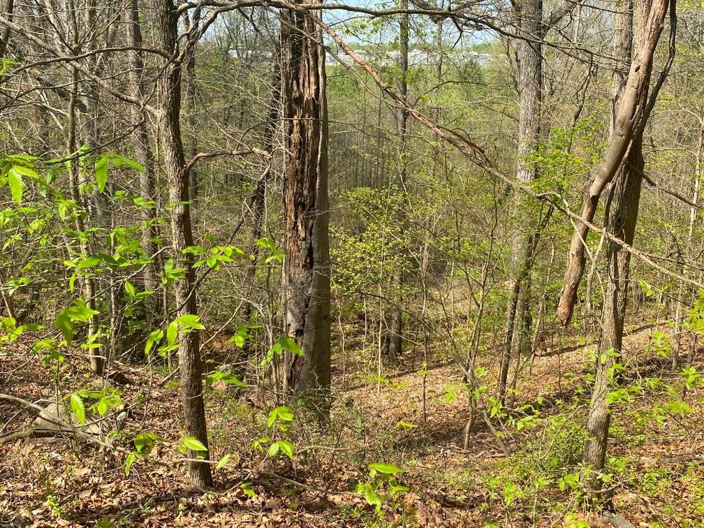 Image for Bankruptcy Auction - Concord, NC - Commercial/Res ±7.28 Acres