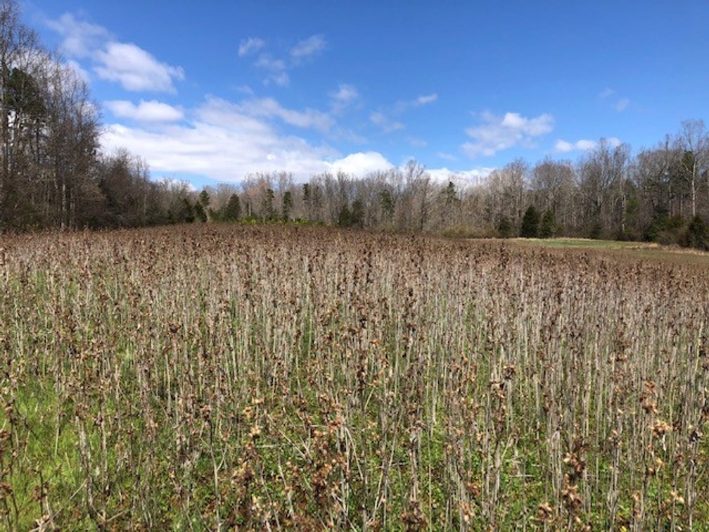 Image for Land For Sale in Pfafftown - River Ridge Road
