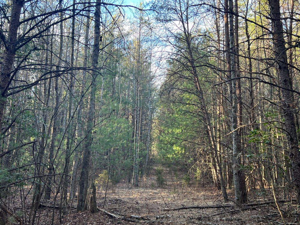 Image for 119± Acre Land Auction