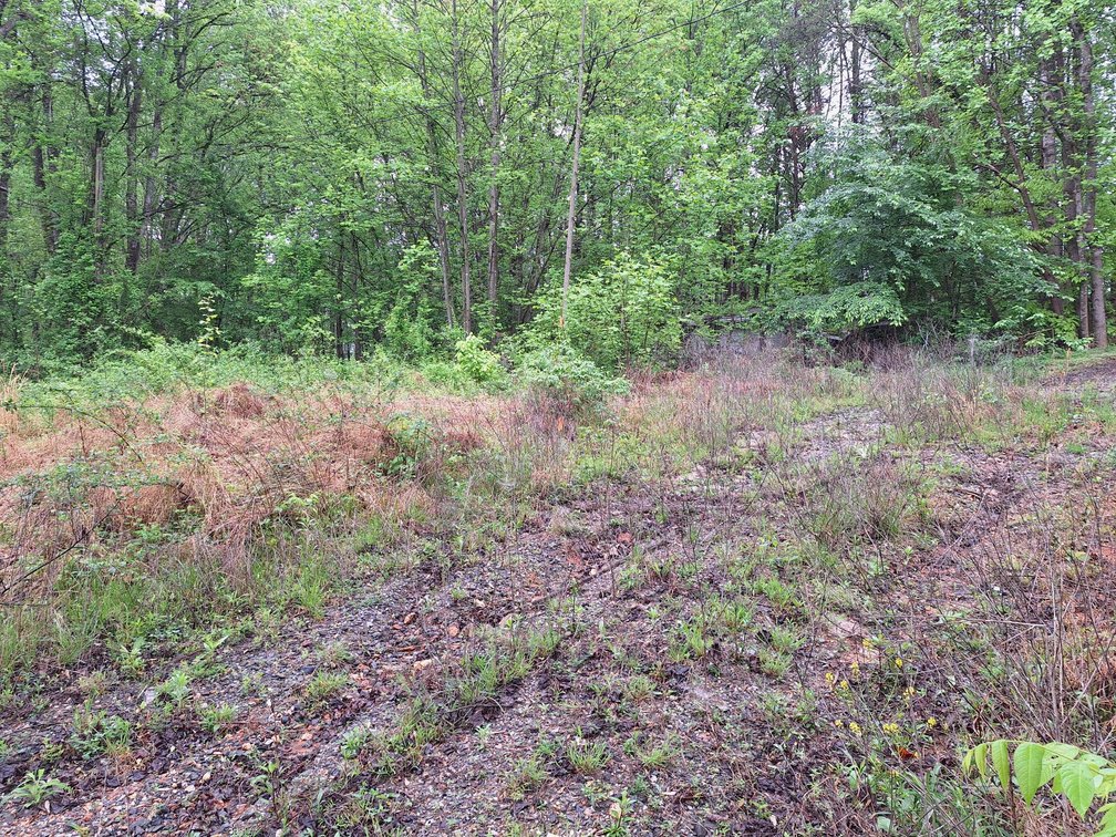 Image for Commissioner's Sale: 3843 W. Pine Street, Mount Airy, NC