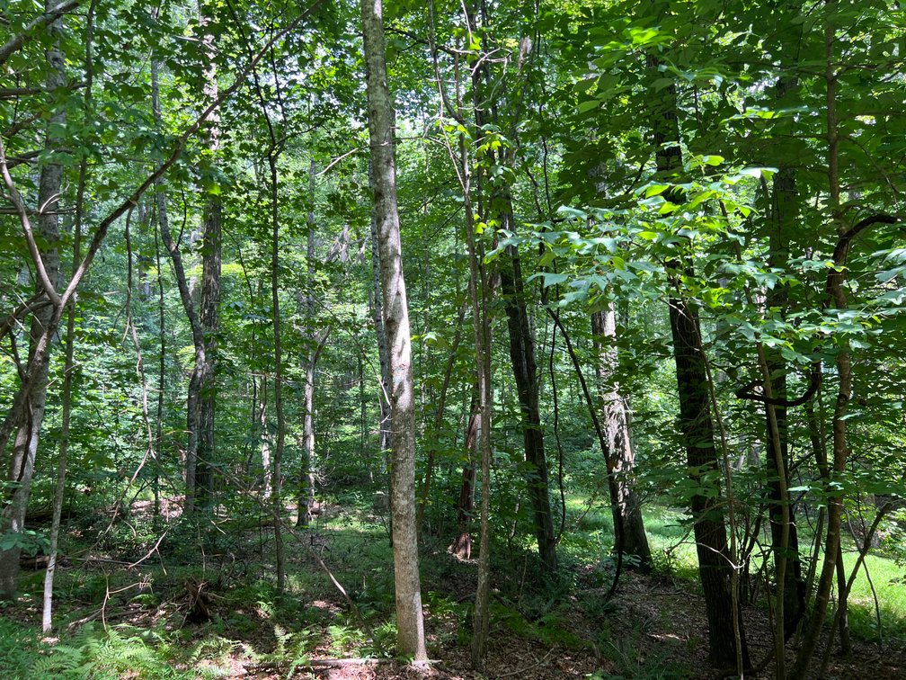 Image for Land For Sale in Fancy Gap Virginia - TBD Cascade Mountain