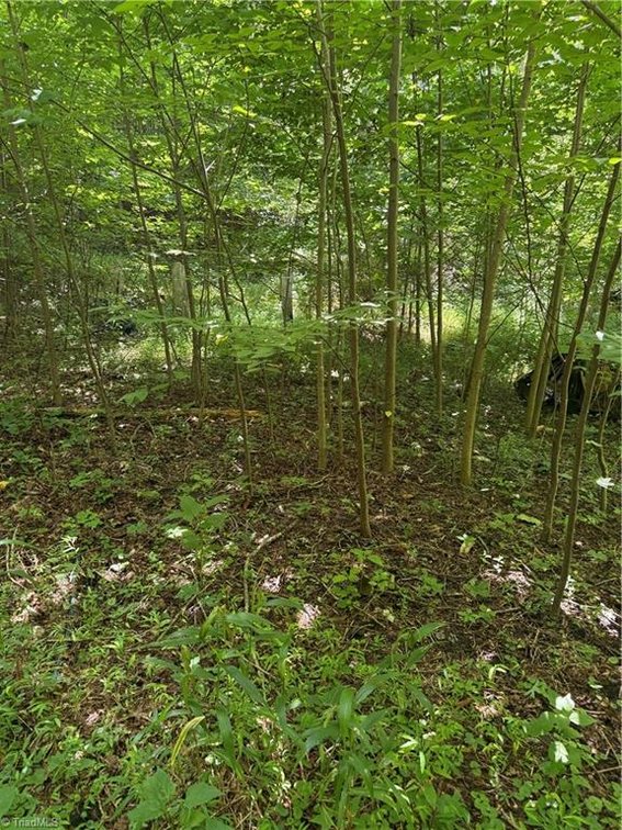 Image for Land For Sale in Cana, Virginia - 24 Copperhead Road