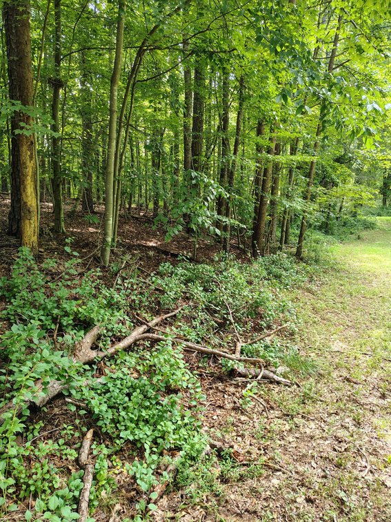 Image for Land For Sale in Ararat, Virginia - 0000 Ararat