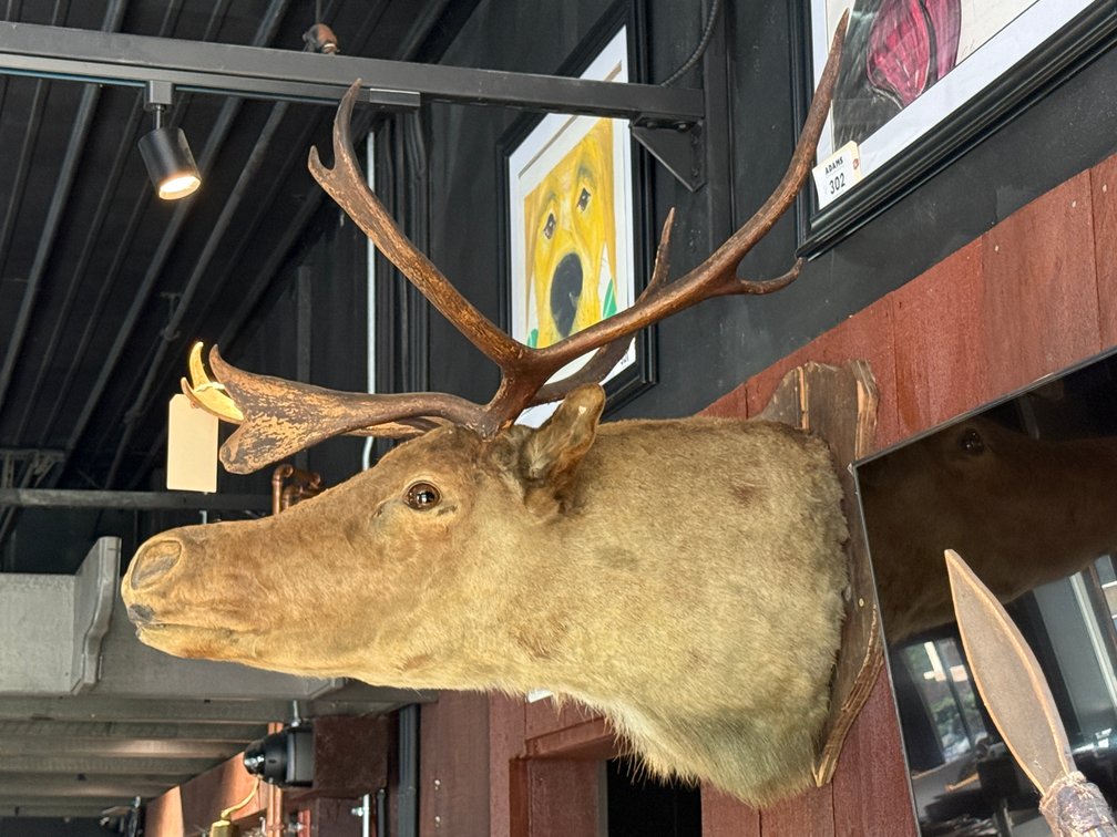 Mounted Moose head