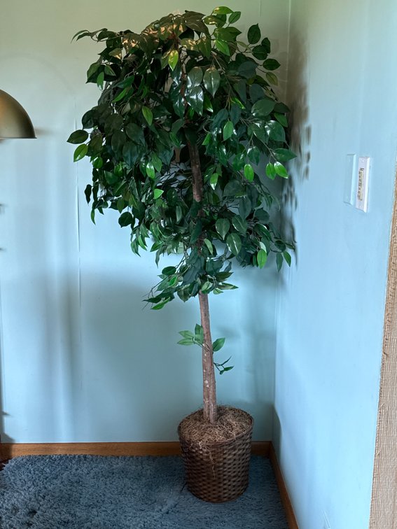 67-Inch Ficus Tree in Wicker Basket