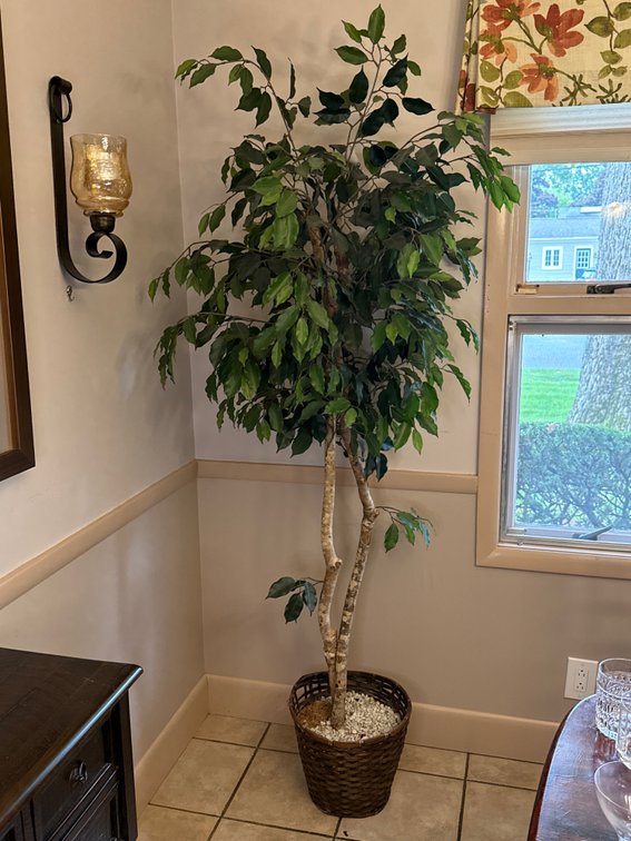 Artificial Ficus Tree in Woven Basket