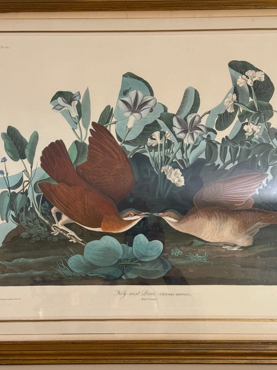 J.J. Audubon Key-West Dove Framed Print