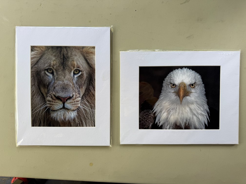 Lion and Eagle prints