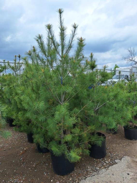 White Pine Tree