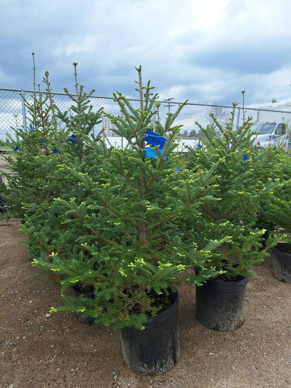 Balsam Fir Tree