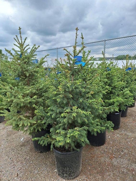 Black Hills Spruce Tree
