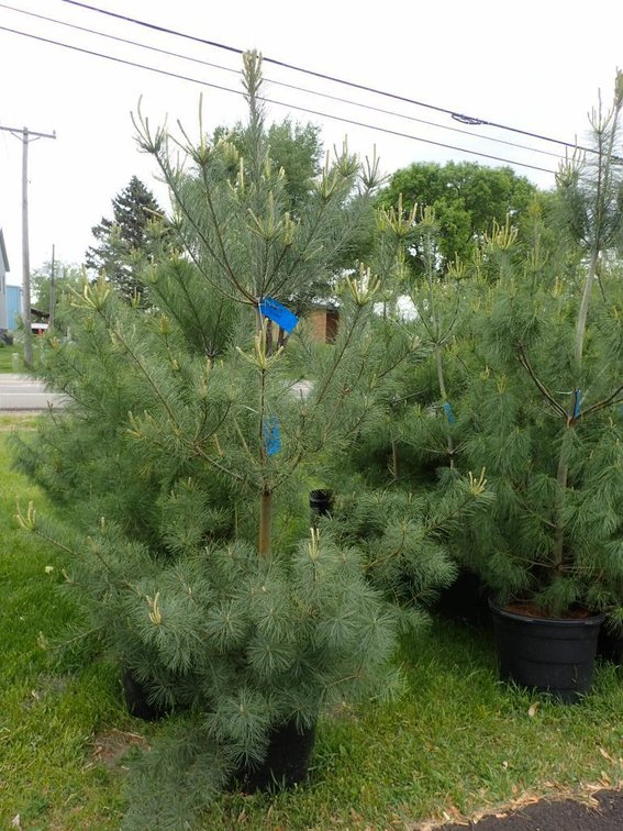 Image for Trees - White Pine, Black Hills Spruce & More