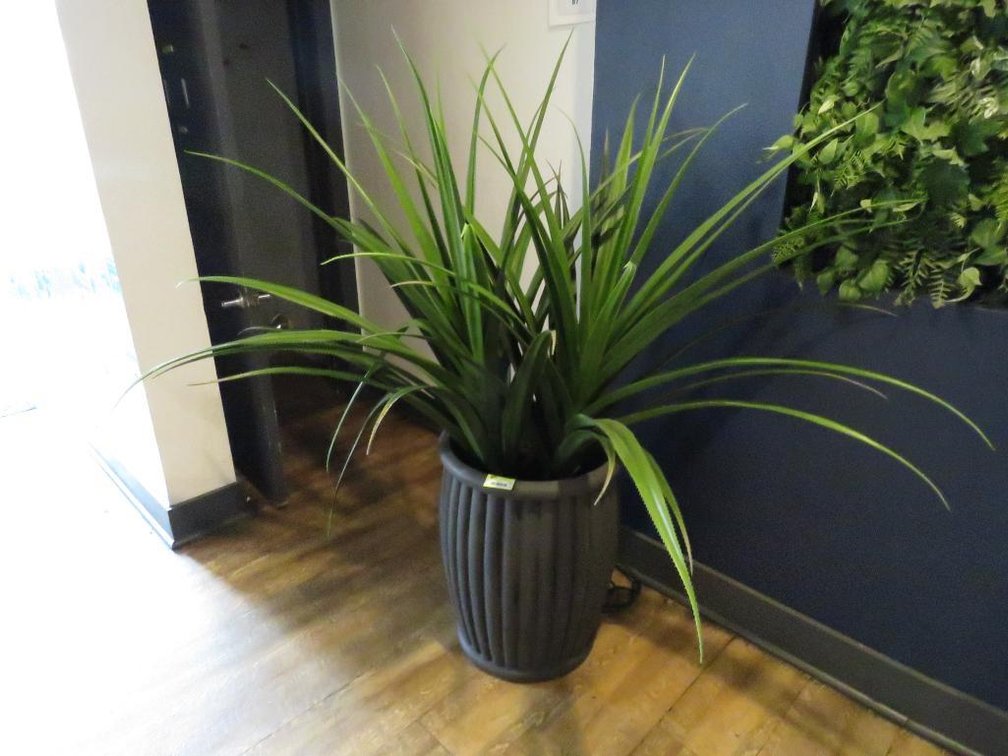 3 Assorted Potted Real Plants, 27" to 66"