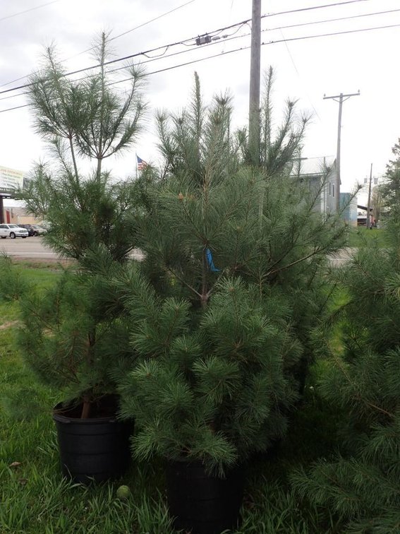 Image for Trees - White Pine, Black Hills Spruce & More