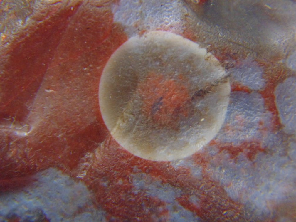 A 1.2 oz rough Lake Superior Agate with a dominate eye and banding