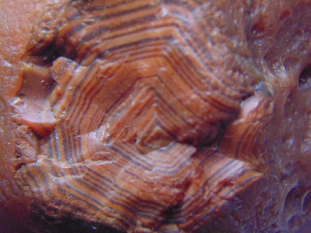 A 2 oz Lake Superior Agate with banding