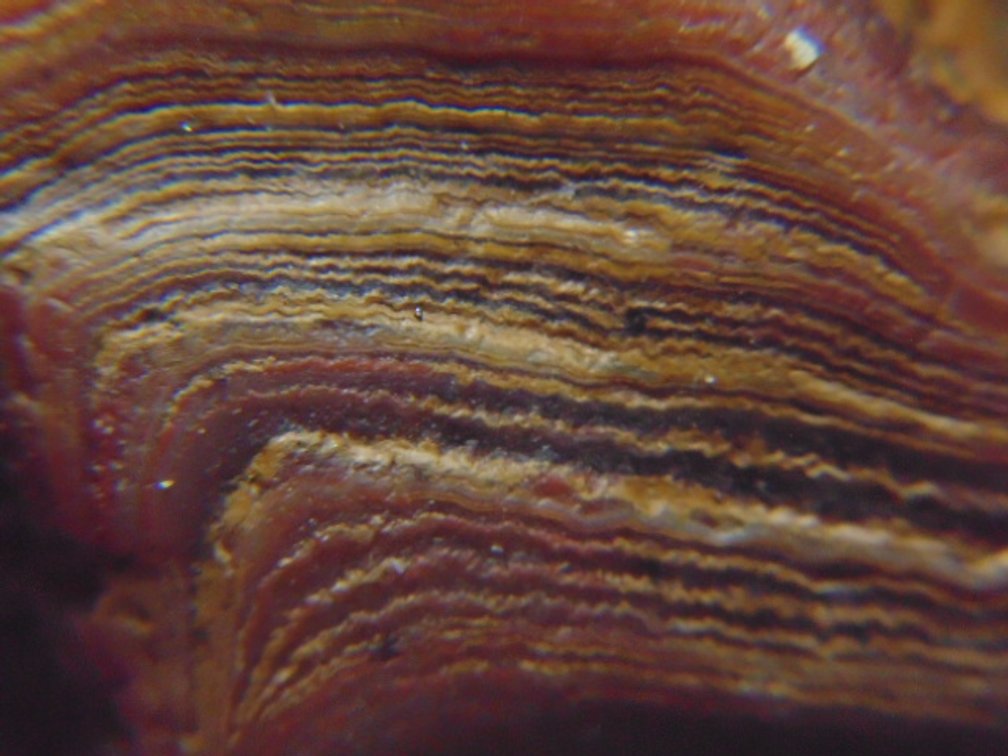A 1.3 oz rough Lake Superior Agate with banding