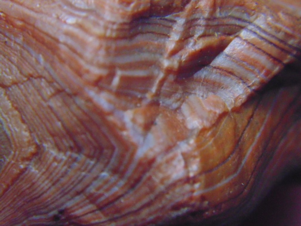 A 1.4 oz rough Lake Superior Agate with banding